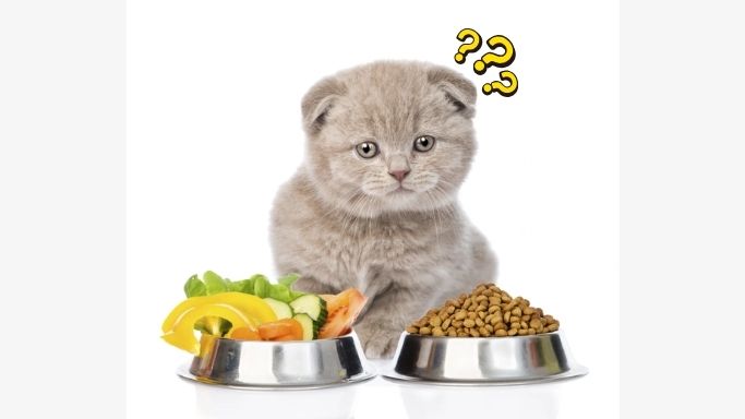 Những lưu ý quan trọng nhất định bạn phải biết khi trộn hạt cho mèo